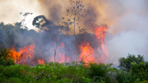 brasilien amazonas regenwald brand iStock pedarilhos